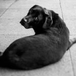 How to choose dog food! Don't be fooled by reviews and reputations, choose the dog food that's right for your dog!