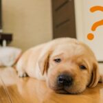 [Free Only] 3 Sites Where You Can Download Dog Bone Illustrations