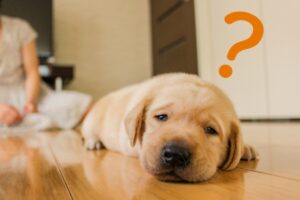 [Free Only] 3 Sites Where You Can Download Dog Bone Illustrations