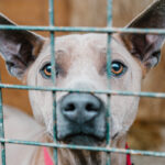I want to adopt a dog or cat from the animal shelter! We explain the costs and conditions!