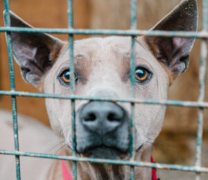 I want to adopt a dog or cat from the animal shelter! We explain the costs and conditions!