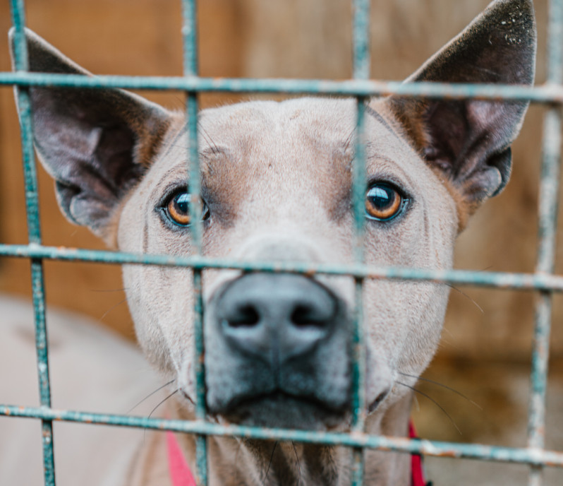 I want to adopt a dog or cat from the animal shelter! We explain the costs and conditions!