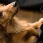 Is your dog jealous of your baby? Here's what you can do to show your jealousy