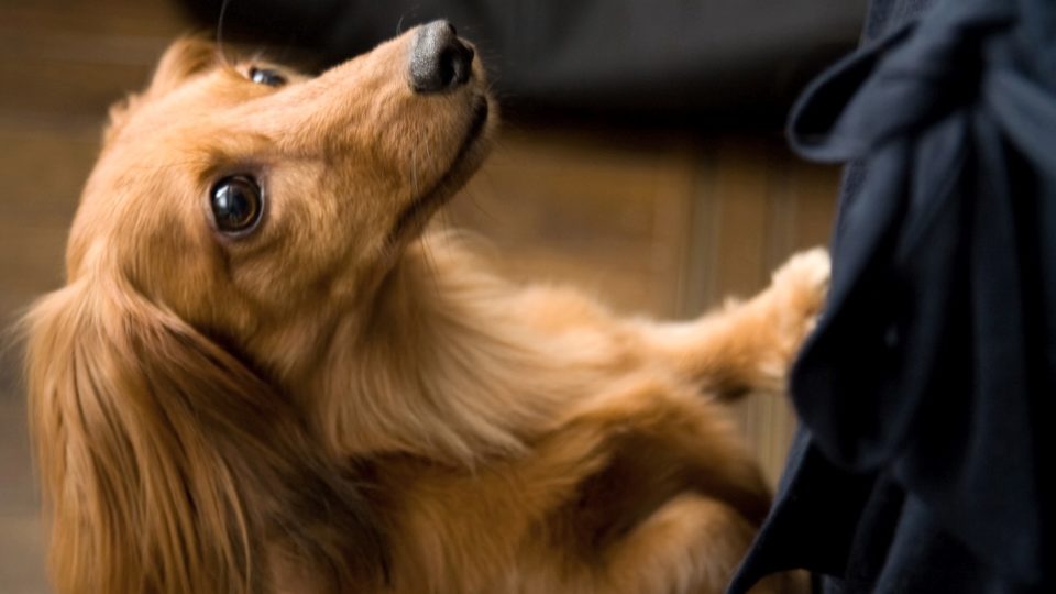 Is your dog jealous of your baby? Here's what you can do to show your jealousy