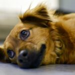 Are Shiba Inu dogs prone to allergies? Explaining symptoms and allergens