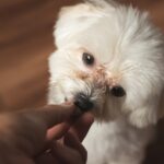 Feed your puppy softened dog food! [Feeding Tips]