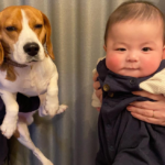 What is the secret to the cuteness of dogs and cats?