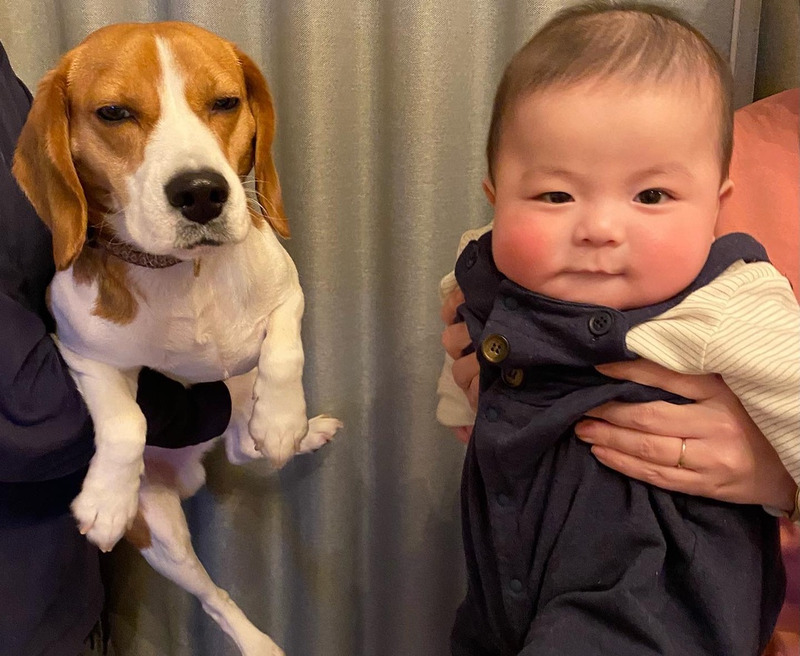 What is the secret to the cuteness of dogs and cats?