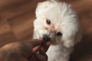 [Latest] French Dog Names: A Guide to Cool and Stylish Names