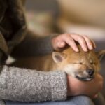 Learn about guide dogs! Discover their adorable side!