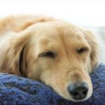 [2022 Edition!] Popular Small Dog Names