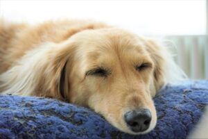 [2022 Edition!] Popular Small Dog Names