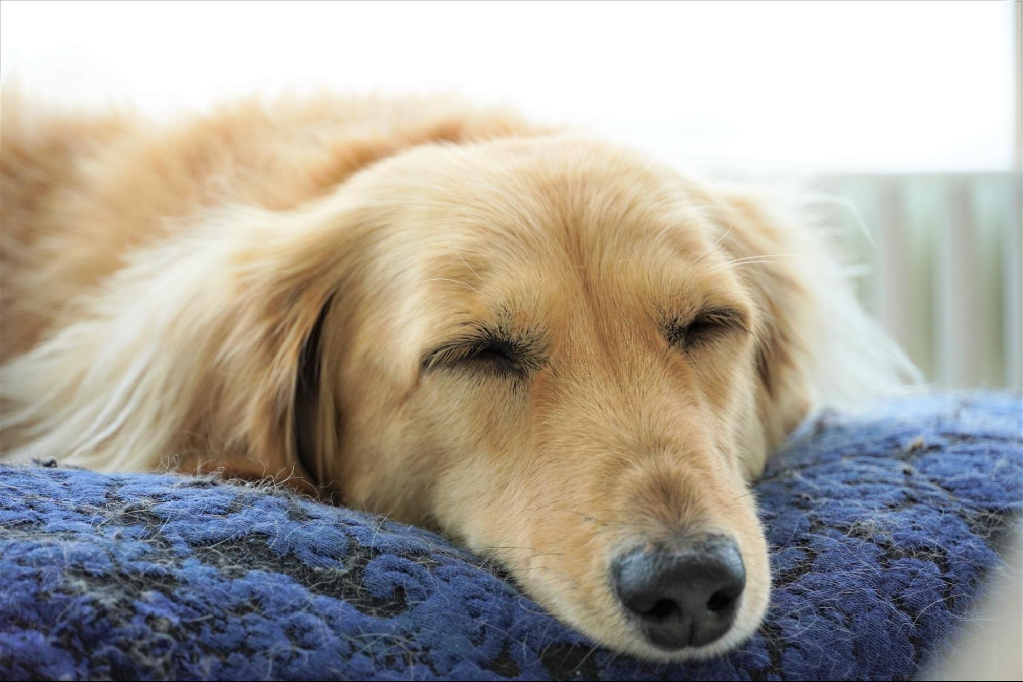 [2022 Edition!] Popular Small Dog Names