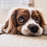 [When to Neuter a Dog] Is it too late for an adult dog? Risks, advantages and disadvantages
