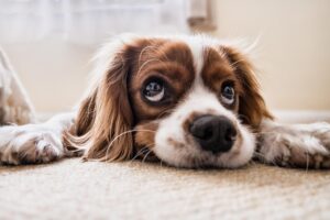 [When to Neuter a Dog] Is it too late for an adult dog? Risks, advantages and disadvantages