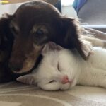Want to feel better? Why cats and dogs are cute and how to find pictures of them