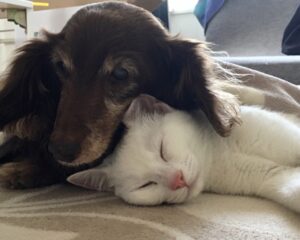 Want to feel better? Why cats and dogs are cute and how to find pictures of them