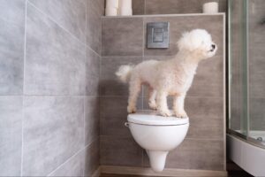 What is an automatic dog toilet? Does it make cleaning easier? Introducing its features and key points