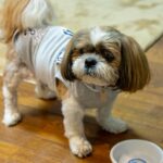 What should I be careful about when walking my dog, feeding her, etc. after she has been spayed or neutered?