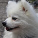 What is the right number of times to feed my dog? Explained by life stage!