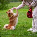 Recommended for dogs on a diet! A ranking of healthy and popular treats