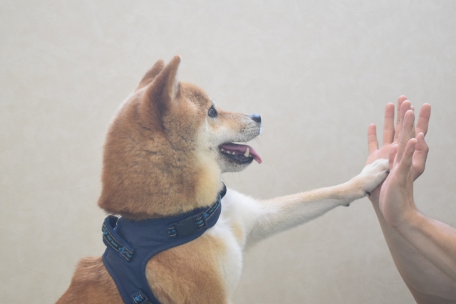 My dog ​​won't learn to use the toilet! Common mistakes and how to fix them