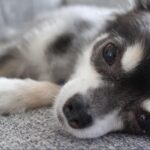 [Recommended for males] Cool dog names