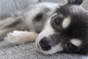 [Recommended for males] Cool dog names