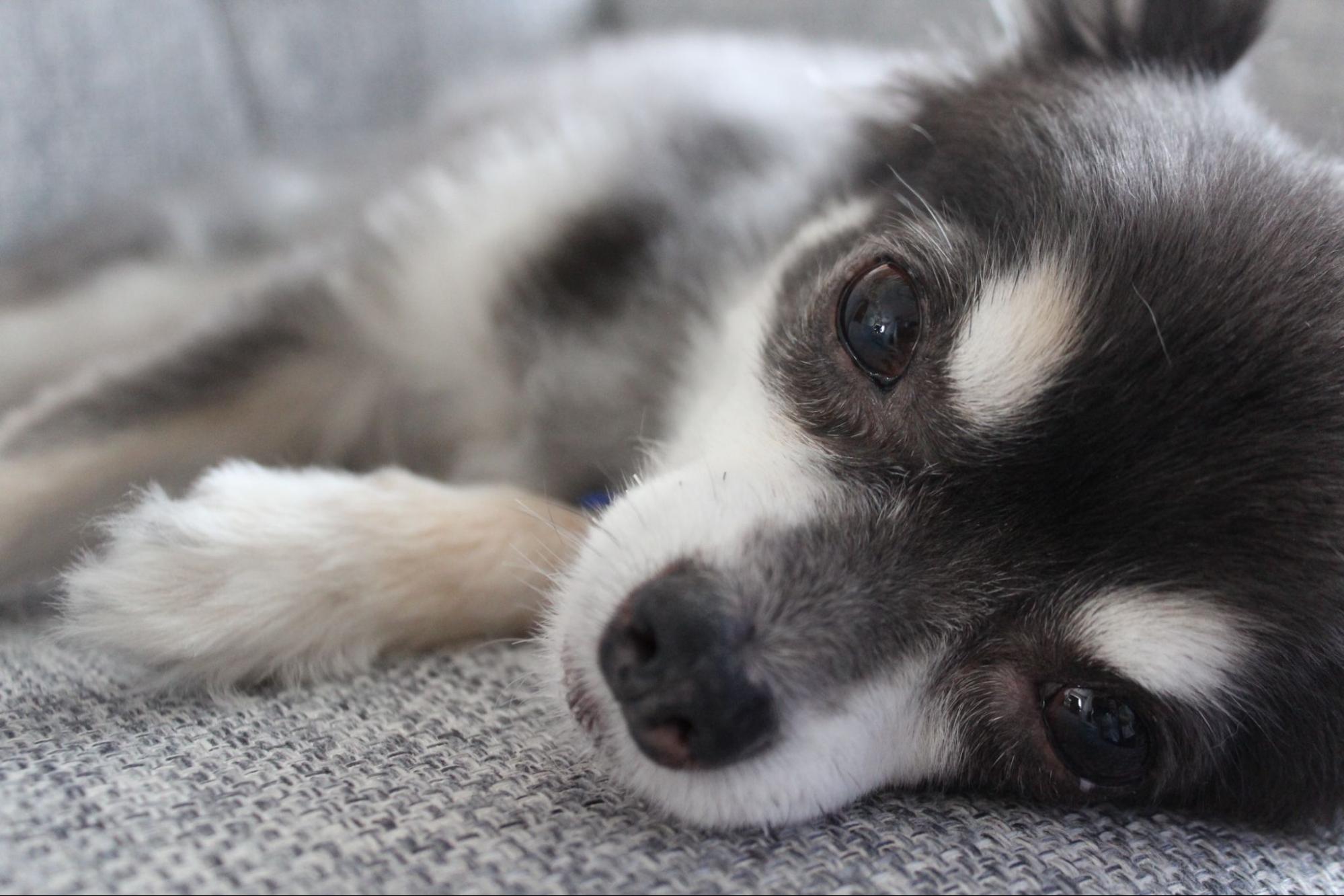 [Recommended for males] Cool dog names