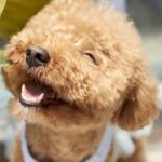 Dog food for toy poodles! How to choose and what to be careful of