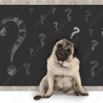 Is scratching your dog's ears a sign of illness? Here are three possible causes and solutions