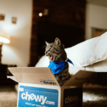 My dog ​​and cat started fighting! Here's how to deal with it and what to do on a regular basis.