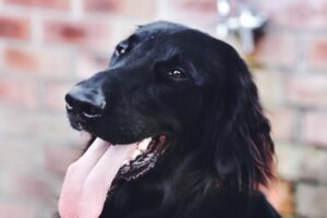 How much should you feed your dog? A comprehensive guide to the optimal amount of food for your dog!