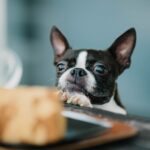 Explaining the ingredients needed for homemade dog food and foods that should not be made with it!