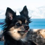 [Chihuahua] How to choose dog food without making a mistake and 6 recommendations!