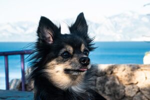 [Chihuahua] How to choose dog food without making a mistake and 6 recommendations!
