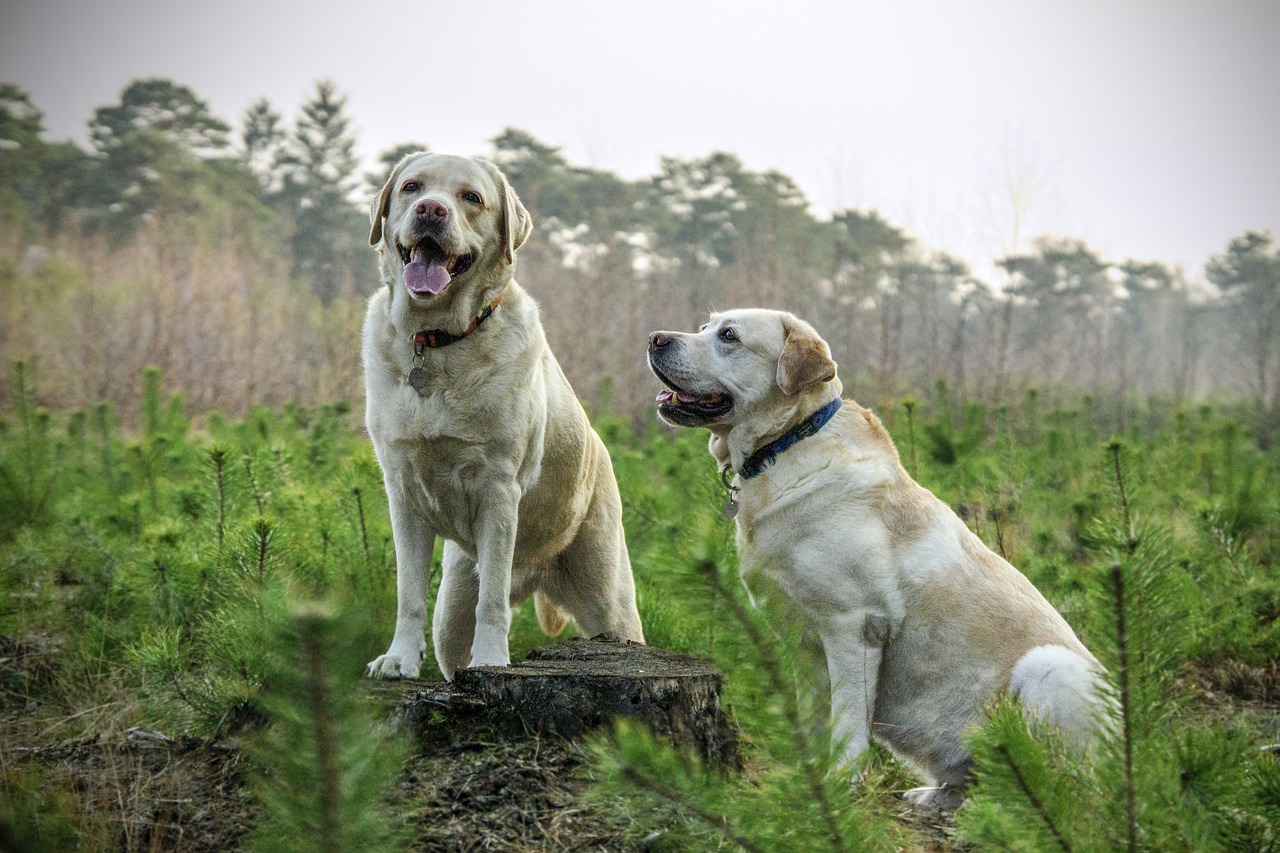 Why are large dogs so cute? A list of cute large dogs by breed