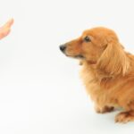 A thorough explanation of how to choose a toilet for your indoor dog and how to train it!