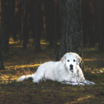 "So cute!!" "I want to have one!!" I see it around town but can't think of a name... What's the name of that white dog?