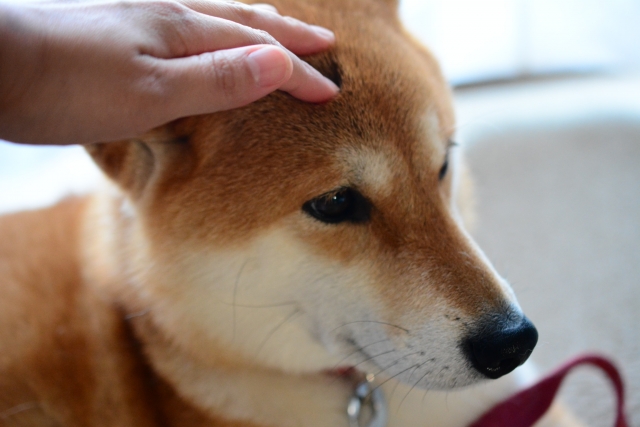 Can I keep a dog if I'm allergic to dogs? Here are some tips and recommended dog breeds!