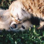 Can dogs and cats get along? Three points to keep in mind for living together