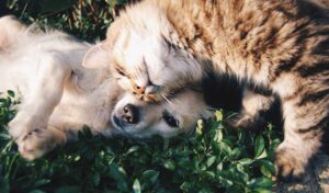 Can dogs and cats get along? Three points to keep in mind for living together