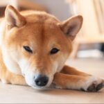 [Shiba Inu Lovers Must-See] Why are Shiba Inu so cute? A summary of their cute points