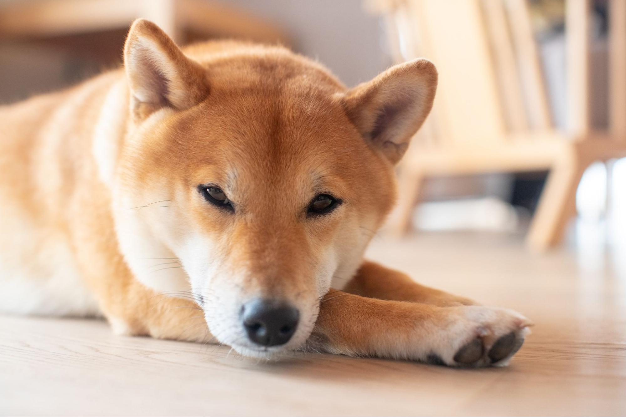 [Shiba Inu Lovers Must-See] Why are Shiba Inu so cute? A summary of their cute points