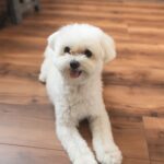 Potty training your dog! Here are some tips for training!