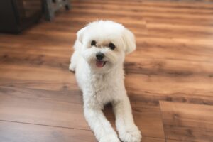 Potty training your dog! Here are some tips for training!