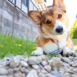 What are the types, costs, and duration of dog allergy testing?