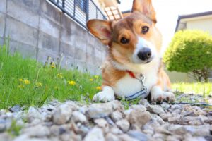 What are the types, costs, and duration of dog allergy testing?