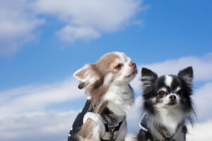 Are you cleaning your dog's ears properly? How to clean your dog's ears and what to be careful of!