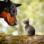 Do dogs and cats not get along? Reasons for their bad relationship and signs of a fight